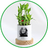 Plants