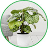 Plants