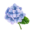 Blue Flowers