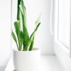 Air Purifying Plants