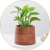 Money Plant