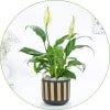 Peace Lily