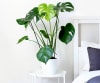 Bedroom Plants Online