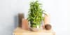 Bonsai Bamboo Plants