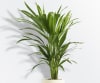 Palm Plants Online