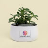 Plants for Corporate Gifting Online