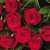 12 Red Roses Online