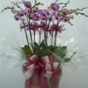 12 Stems Orchid Plant Online