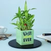 Gift 2 Layer Bamboo Plant In Best Mom Ever Ceramic Planter