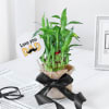 Gift 2-layer Lucky Bamboo In A Glass Vase For The Best Dad