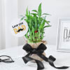 2-layer Lucky Bamboo In A Glass Vase For The Best Dad Online