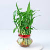 2 Layered Bamboo Plant (Mild Sunlight/Less Water) Online