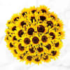 40 Sunflowers Online