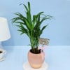 Gift Adorable Areca Palm for Best Mom