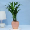 Buy Adorable Areca Palm for Best Mom