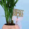 Shop Adorable Areca Palm for Best Mom