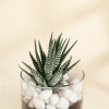 Buy Adorable Haworthia Succulent With Glass Planter