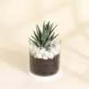 Adorable Haworthia Succulent With Glass Planter Online