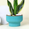Gift Adorable Snake Superba Plant with Green Vase