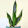 Buy Adorable Snake Superba Plant with Green Vase