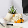 Buy Adorable Zebra Succulent Plant With Sleepy Pub Planter