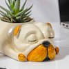 Shop Adorable Zebra Succulent Plant With Sleepy Pub Planter