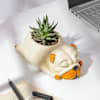 Adorable Zebra Succulent Plant With Sleepy Pub Planter Online