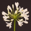 Agapanthus Polar Ice (Bunch of 10) Online