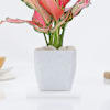Buy Aglaonema Pink Beauty In Blossom Planter