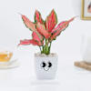 Aglaonema Pink Beauty In Blossom Planter Online