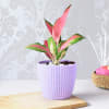 Gift Aglaonema Pink Plant In Textured Planter