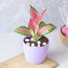 Buy Aglaonema Pink Plant In Textured Planter