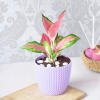 Aglaonema Pink Plant In Textured Planter Online