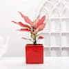 Aglaonema Pink Plant With Red Planter Online
