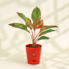 Shop Aglaonema Plant, Mini Jade Succulent and Money Plant