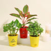 Aglaonema Plant, Mini Jade Succulent and Money Plant Online