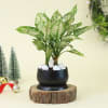 Gift Aglaonema Snow White Plant