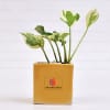 Gift Air Purifying Money Plant in Best Dad Customized Ceramic Pot - Customized With Logo