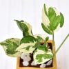 Buy Air Purifying Money Plant in Best Dad Customized Ceramic Pot - Customized With Logo