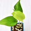 Buy Air Purifying Money Plant in Personalized Dad Special Ceramic Pot (Moderate Light/More Water)