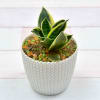 Gift Air Purifying Sanseviera In A Pure White Colored Planter