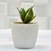 Air Purifying Sanseviera In A Pure White Colored Planter Online