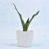 Gift Air Purifying Sansevieria Long Plant (Mild Light/Moderate Water)