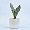 Buy Air Purifying Sansevieria Long Plant (Mild Light/Moderate Water)