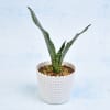 Shop Air Purifying Sansevieria Long Plant (Mild Light/Moderate Water)