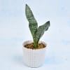 Air Purifying Sansevieria Long Plant (Mild Light/Moderate Water) Online