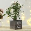 Buy All you need Personalized Ceramic Planter