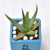 Buy Aloe Succulent in Papa Special Personalized Ceramic Pot (Filtered Light/Less Water)