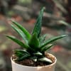 Gift Aloe Vera Mini Plant Customized with logo and Name