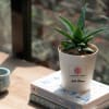 Aloe Vera Mini Plant Customized with logo and Name Online